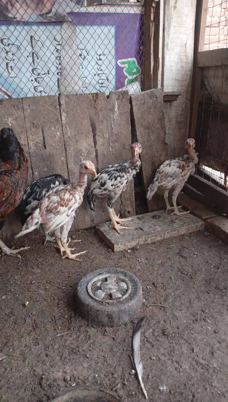 mianwali pair 4 chozy for sale — photo 11