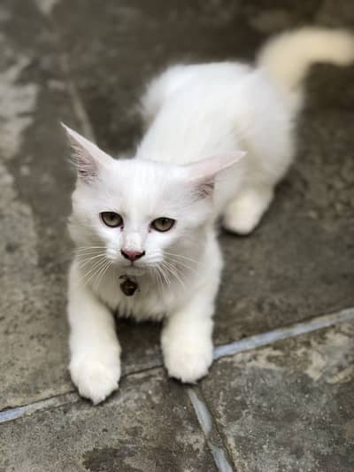 Kitten for sale