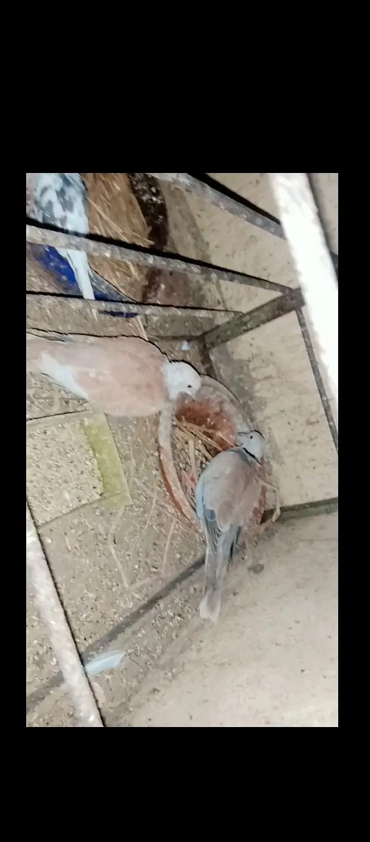 Dove breeder pair available
