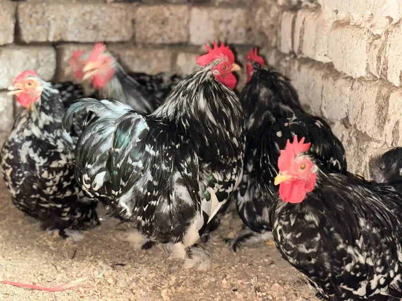 fancy CHIKS of different breeds gor sail — photo 2