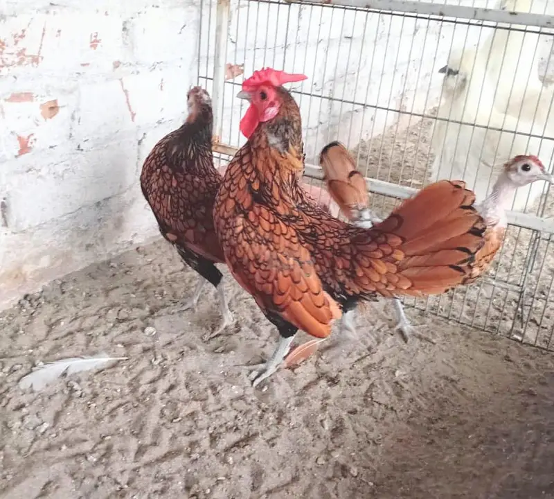 fancy CHIKS of different breeds gor sail — photo 3