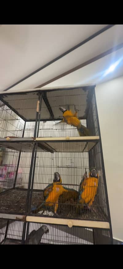 Macow and grey chiks awalable