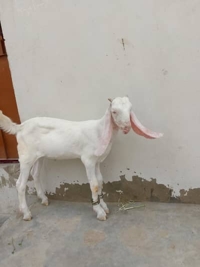 gulabi male 3 month full active h contact number 03,15,66,30,36,1