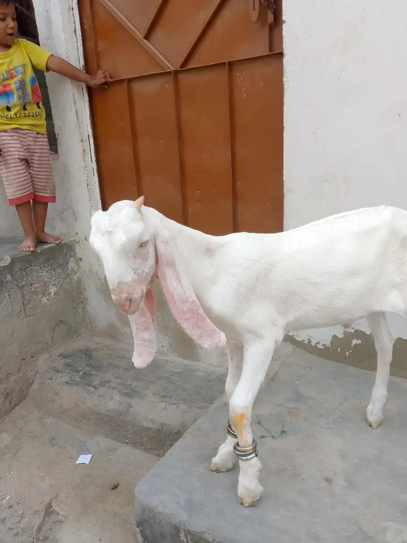 gulabi male 3 month full active h contact number 03,15,66,30,36,1 — photo 2