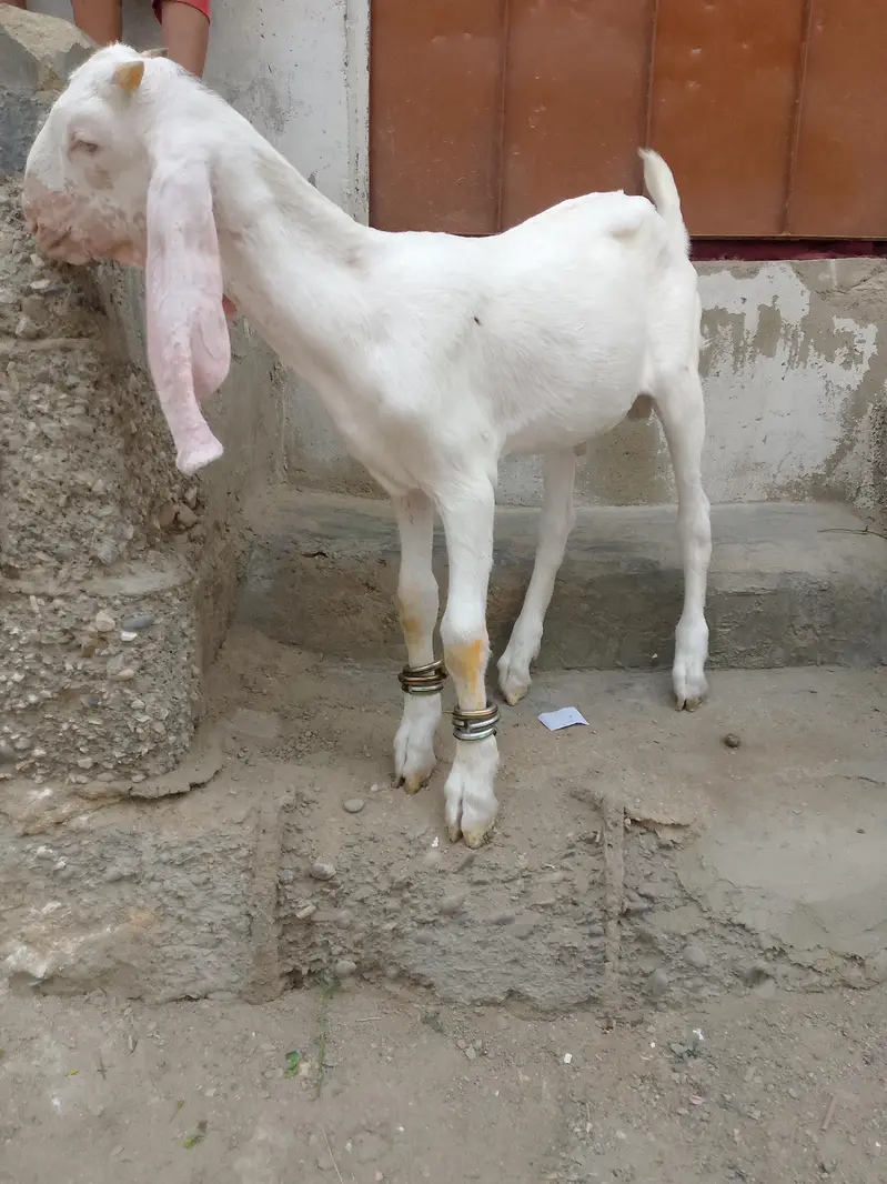 gulabi male 3 month full active h contact number 03,15,66,30,36,1 — photo 3