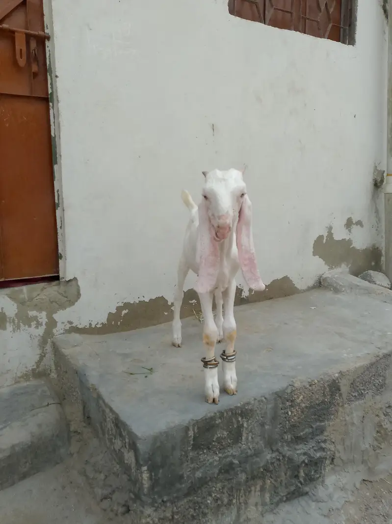 gulabi male 3 month full active h contact number 03,15,66,30,36,1 — photo 4
