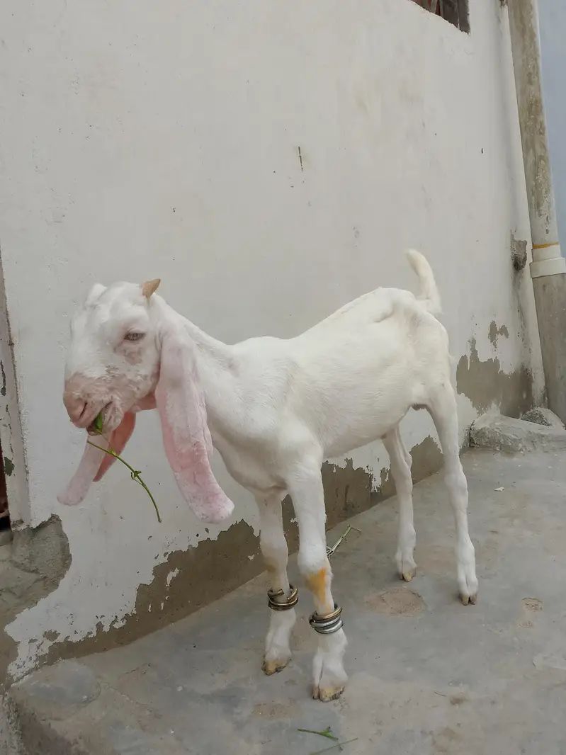 gulabi male 3 month full active h contact number 03,15,66,30,36,1 — photo 5