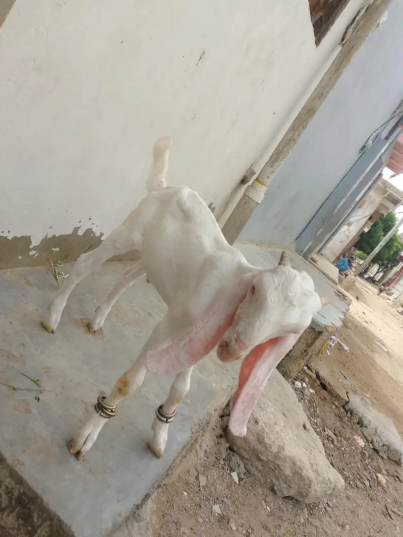 gulabi male 3 month full active h contact number 03,15,66,30,36,1 — photo 6