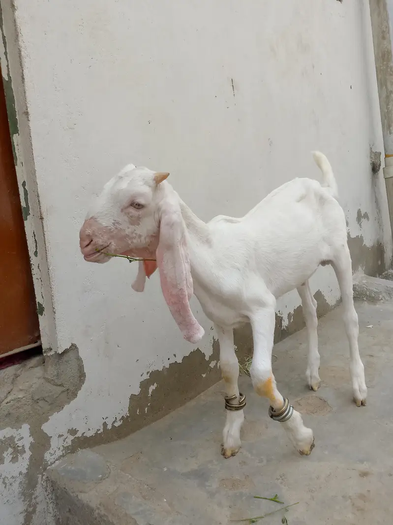 gulabi male 3 month full active h contact number 03,15,66,30,36,1 — photo 7