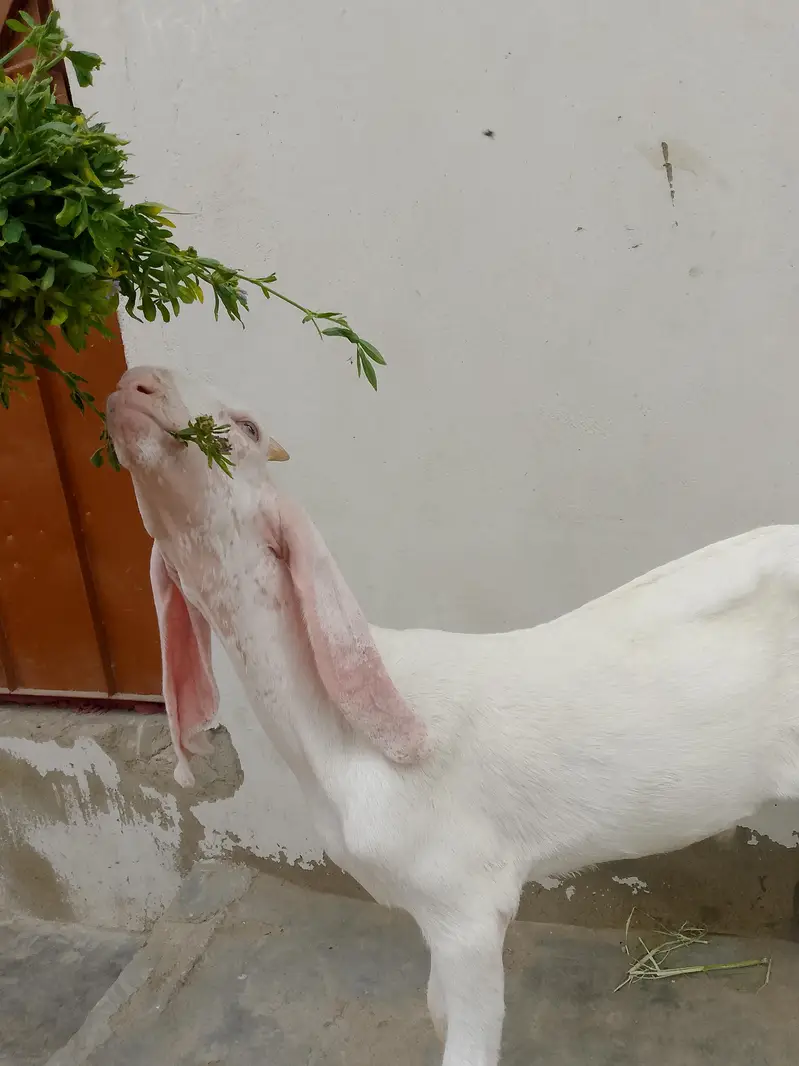 gulabi male 3 month full active h contact number 03,15,66,30,36,1 — photo 8