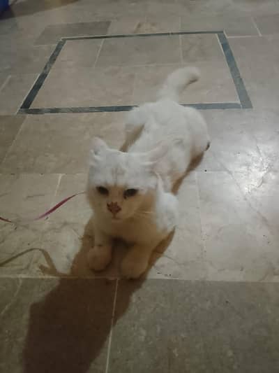 Pure white Long Hair Persian Cat Whatsapp number 03194850642