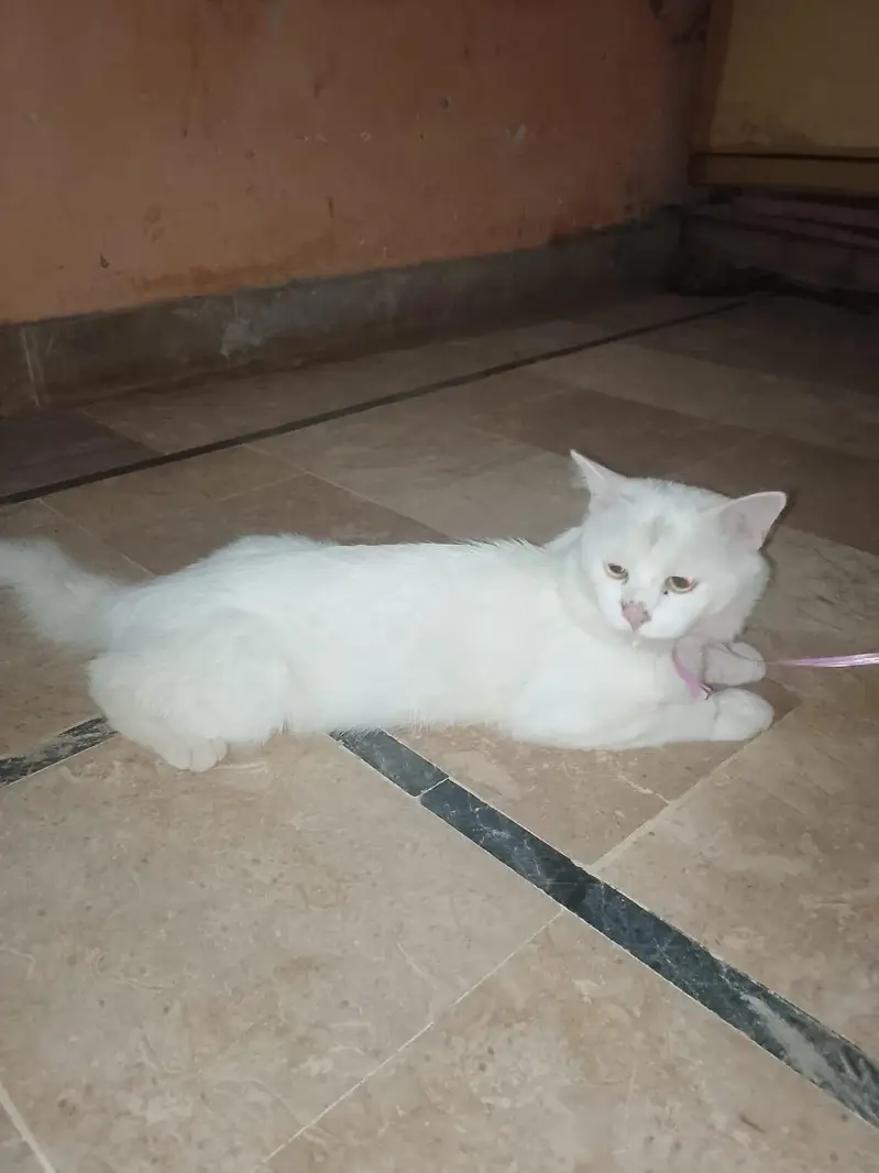 Pure white Long Hair Persian Cat Whatsapp number 03194850642 — photo 2