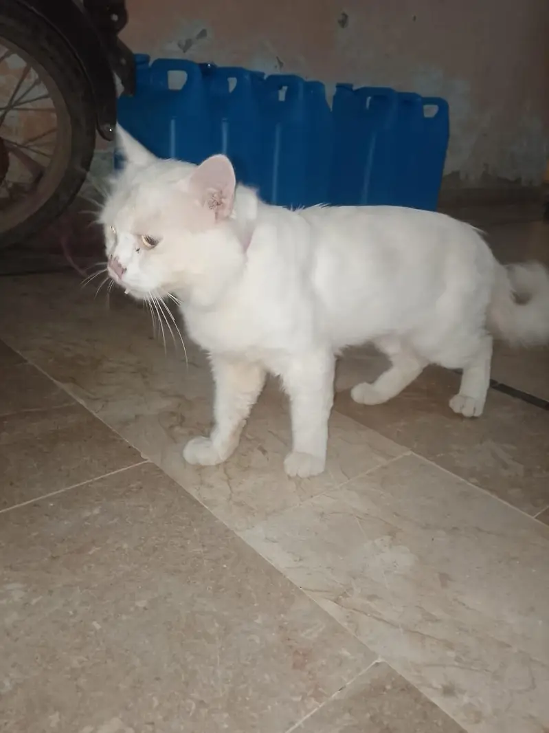 Pure white Long Hair Persian Cat Whatsapp number 03194850642 — photo 3