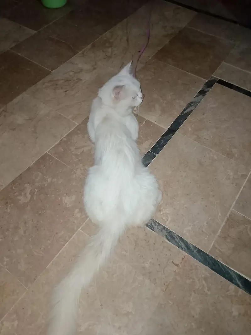 Pure white Long Hair Persian Cat Whatsapp number 03194850642 — photo 4