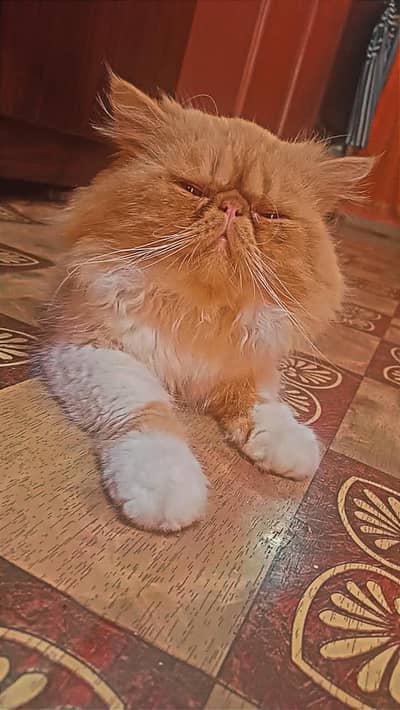 Male cat available for mating