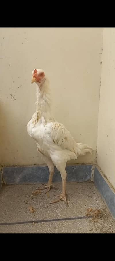 Shamo breeder (female)