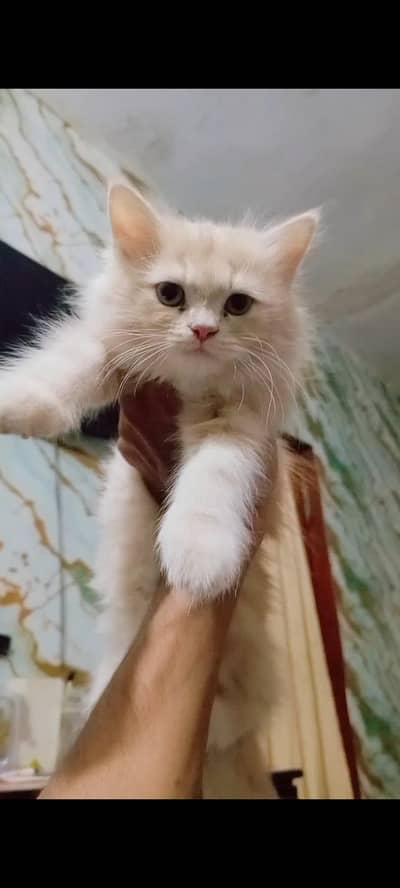 persian kitten