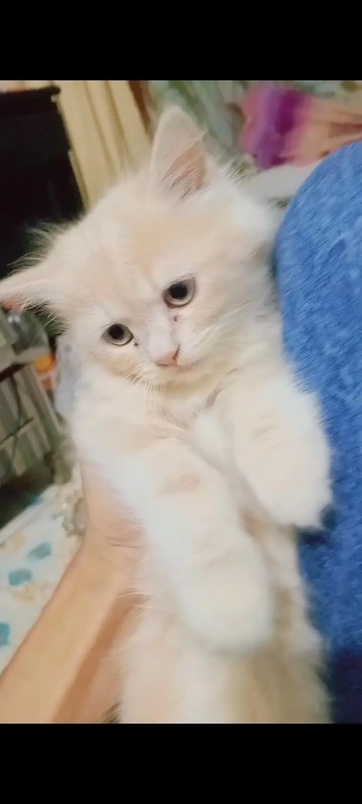 persian kitten — photo 2