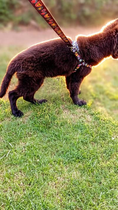pure black German puppy