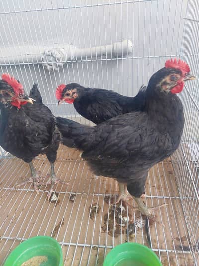 Austrolops | Female and Male