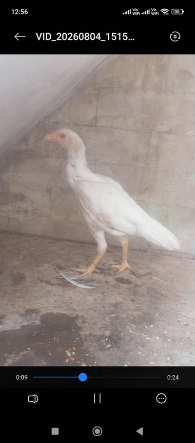 heera Aseel patthi contact 03133616178