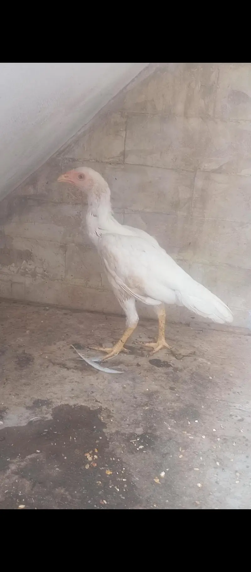 heera Aseel patthi contact 03133616178 — photo 2