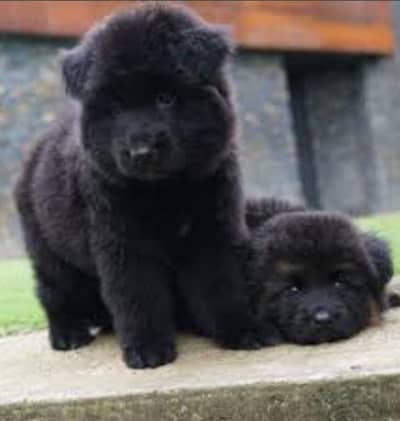German Shepherd long coat puppy show quality male puppy