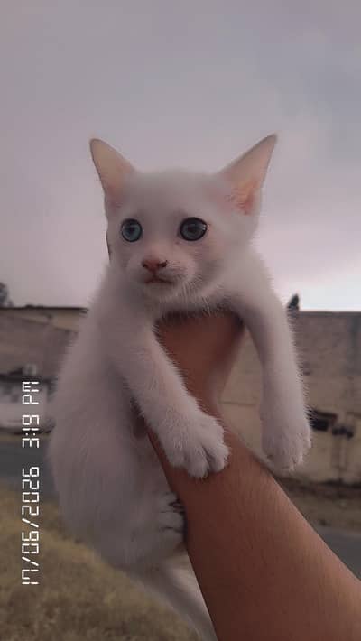 Odd Eyes Persian kitten For Adoption