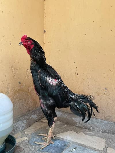 Shamo / Chicks/ shamoo/ aseel