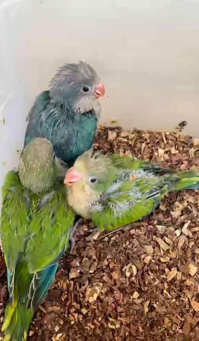 Hand Tame & 0% Bite Parrots Available | Monks, Sun Conure etc.