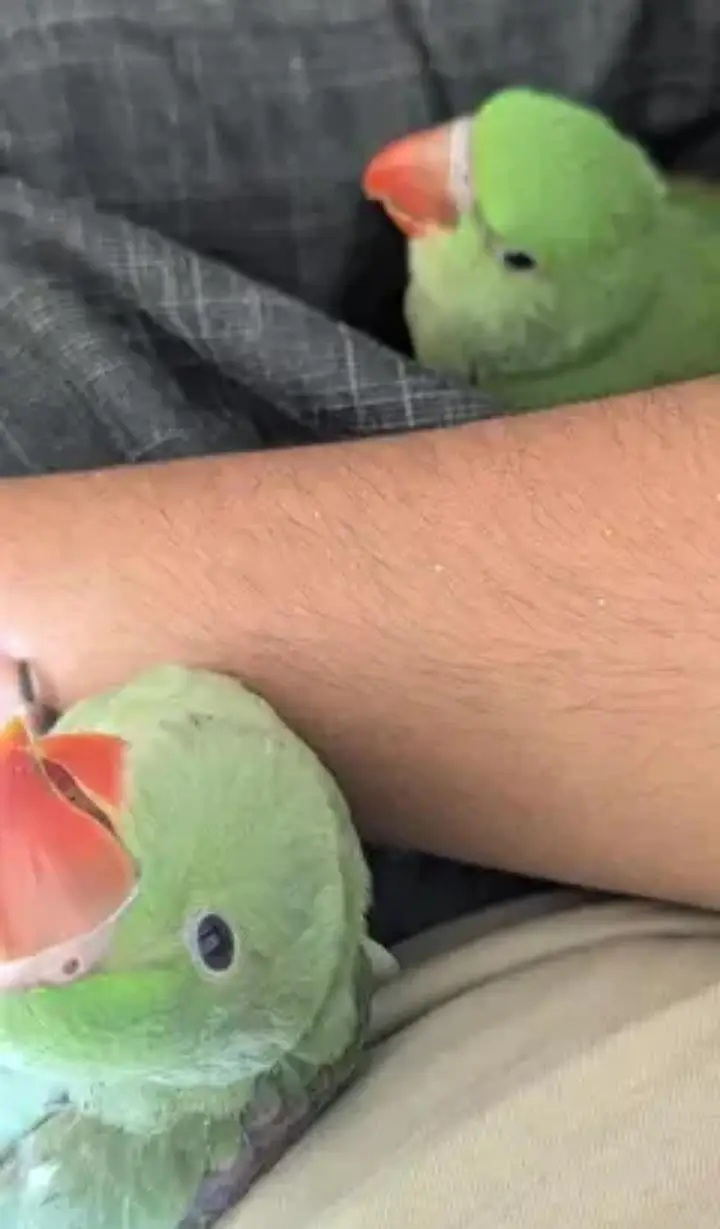 Hand Tame & 0% Bite Parrots Available | Monks, Sun Conure etc. — photo 3
