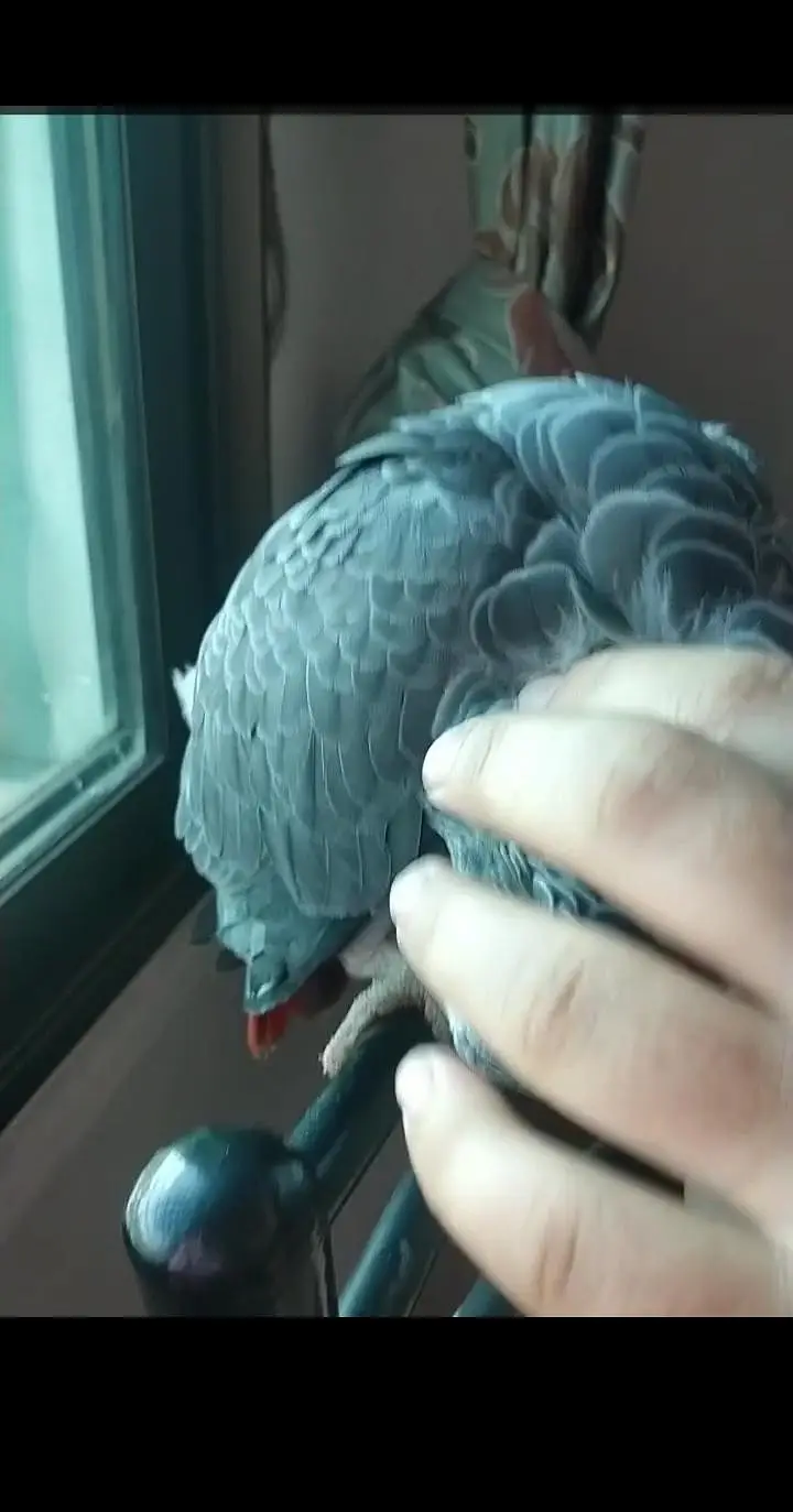 Hand Tame & 0% Bite Parrots Available | Monks, Sun Conure etc. — photo 4