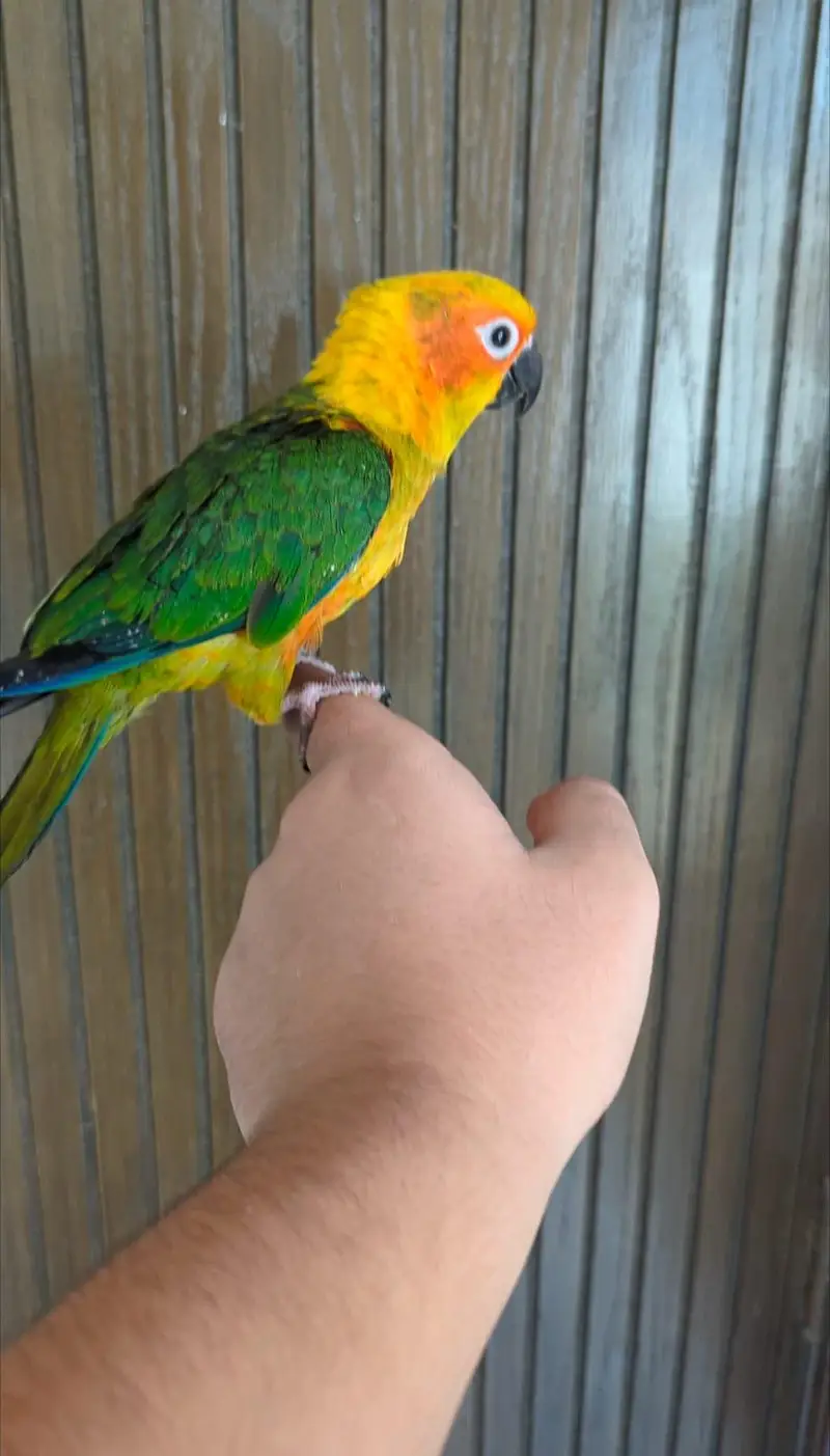 Hand Tame & 0% Bite Parrots Available | Monks, Sun Conure etc. — photo 5