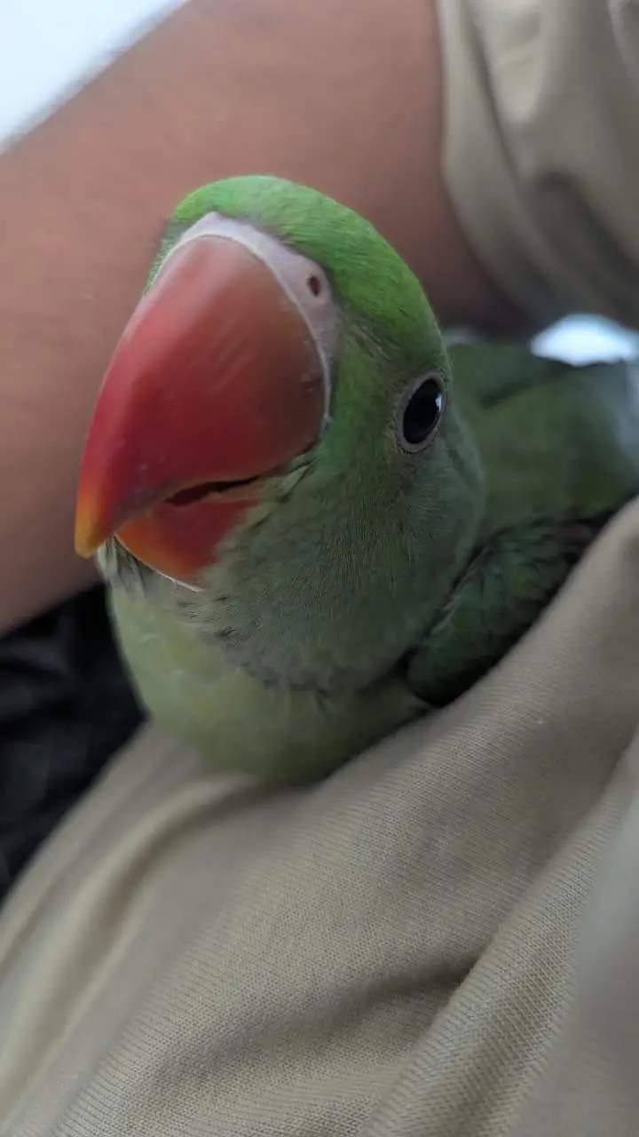 Hand Tame & 0% Bite Parrots Available | Monks, Sun Conure etc. — photo 6