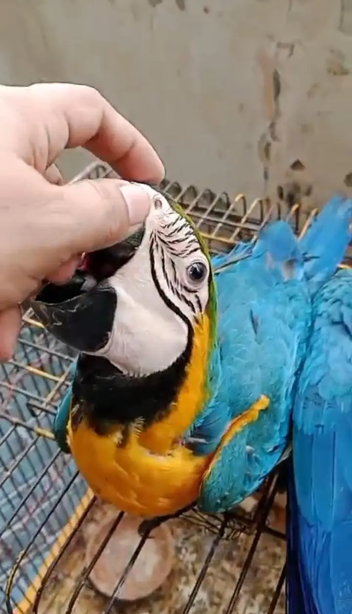 Hand Tame & 0% Bite Parrots Available | Monks, Sun Conure etc. — photo 7