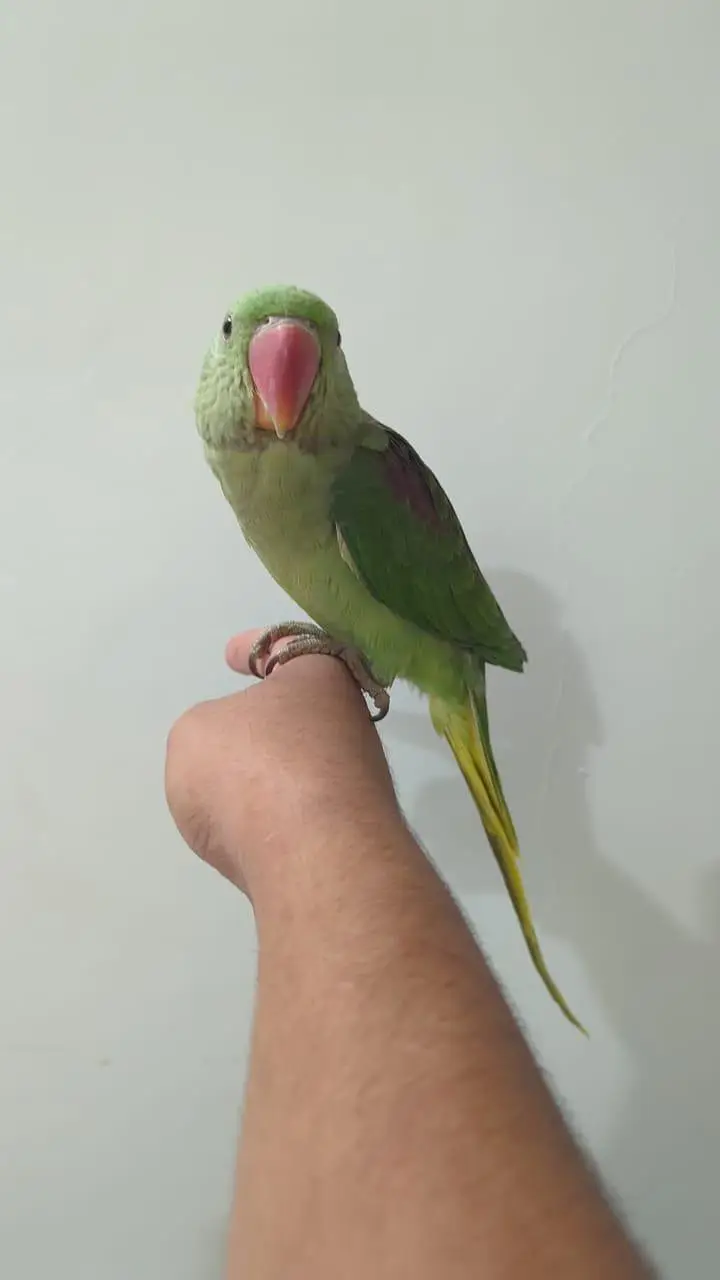 Hand Tame & 0% Bite Parrots Available | Monks, Sun Conure etc. — photo 8