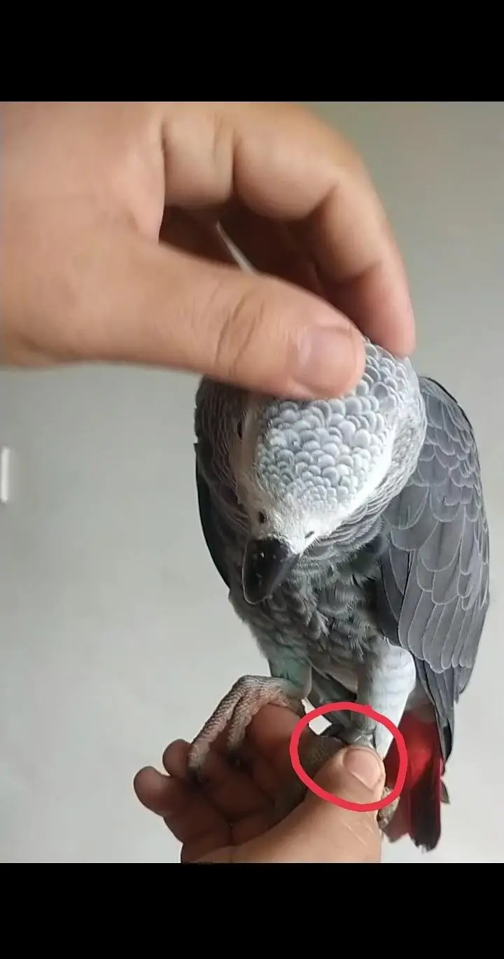 Hand Tame & 0% Bite Parrots Available | Monks, Sun Conure etc. — photo 9