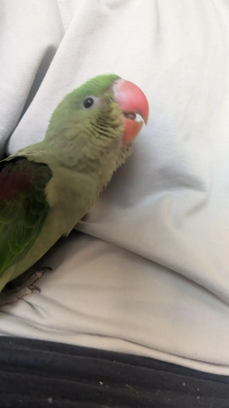 Hand Tame & 0% Bite Parrots Available | Monks, Sun Conure etc. — photo 10