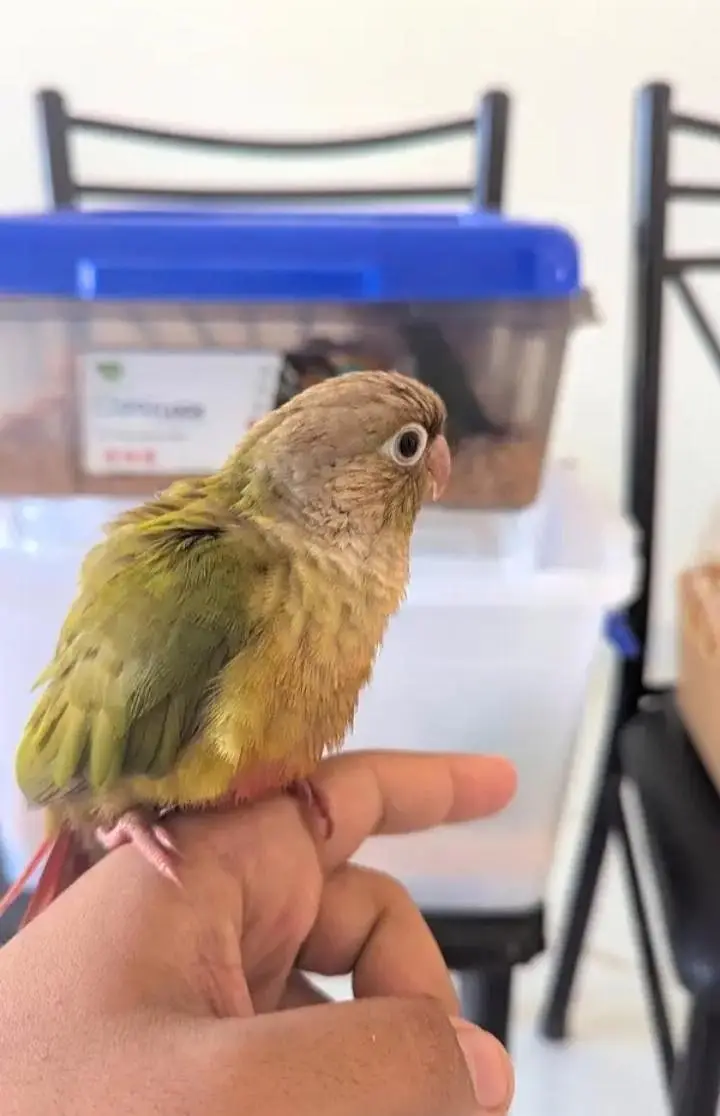 Hand Tame & 0% Bite Parrots Available | Monks, Sun Conure etc. — photo 11