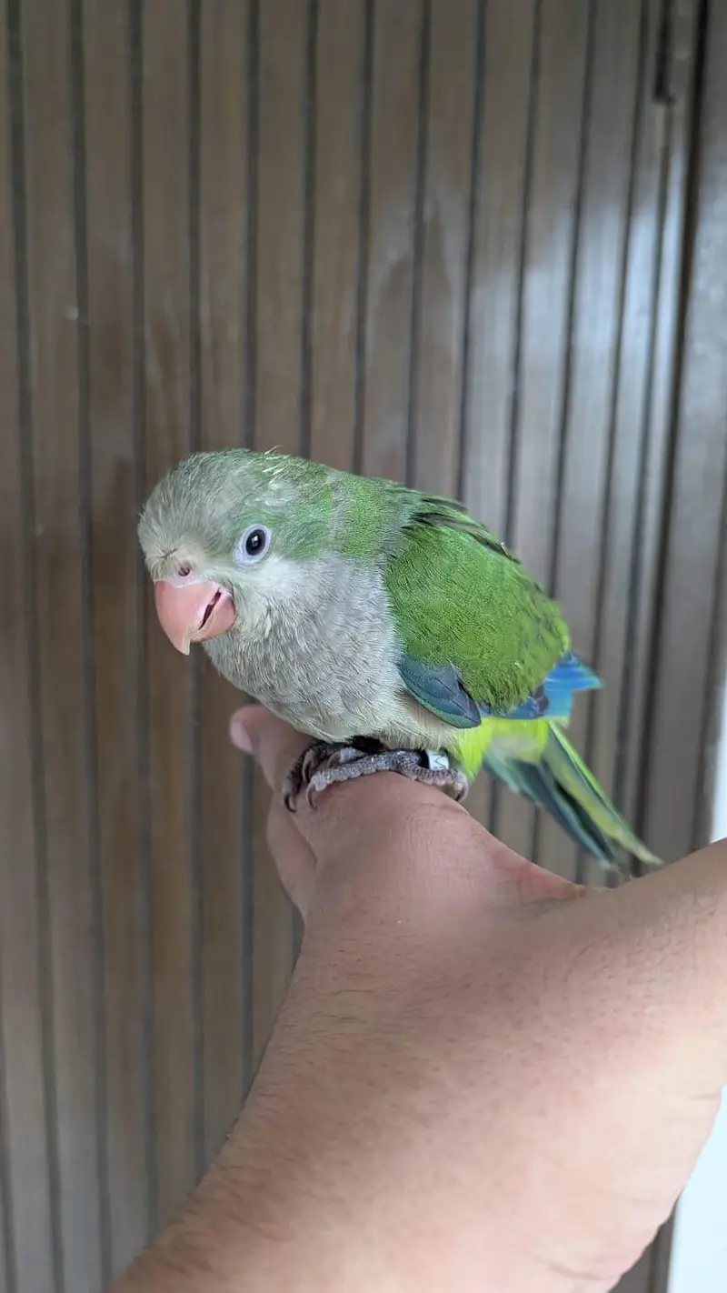Hand Tame & 0% Bite Parrots Available | Monks, Sun Conure etc. — photo 2