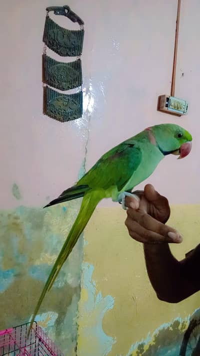 raw parot