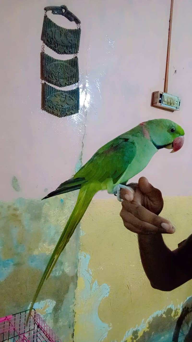 raw parot 0