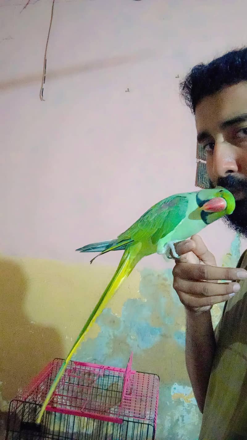 raw parot 1