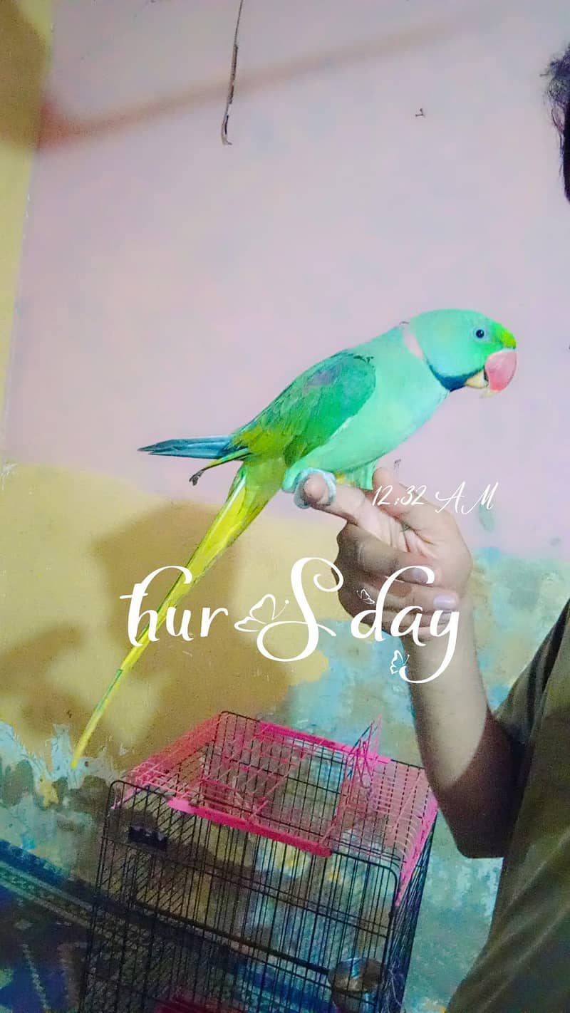 raw parot 2