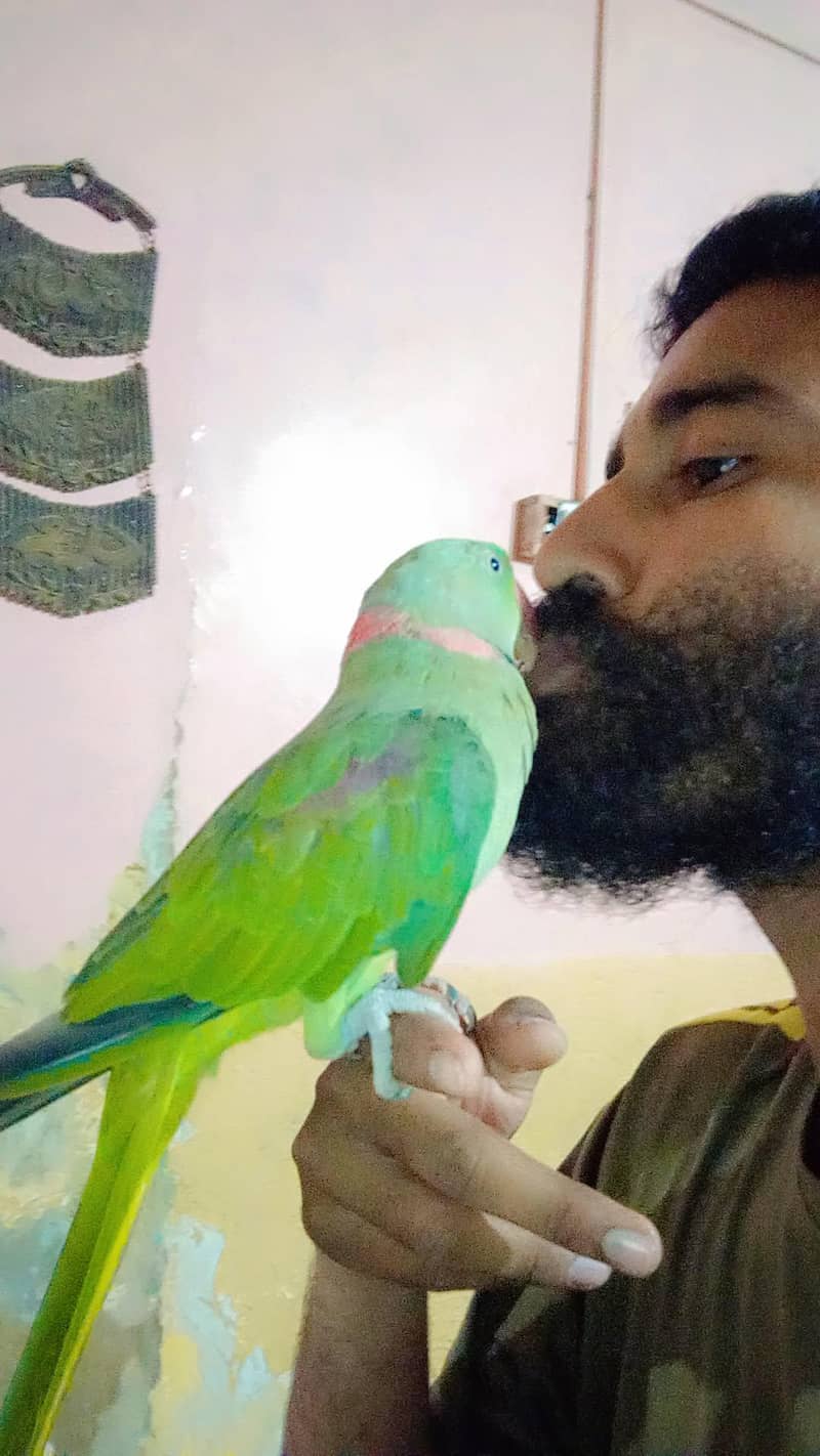 raw parot 3