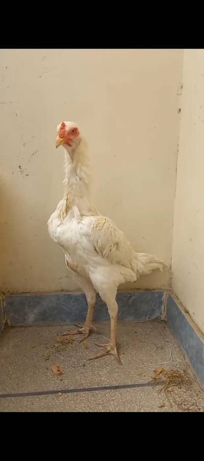 Shamo female