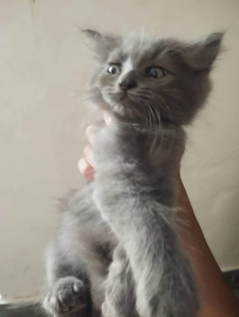 kittens 2