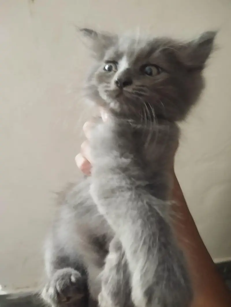 kittens — photo 3