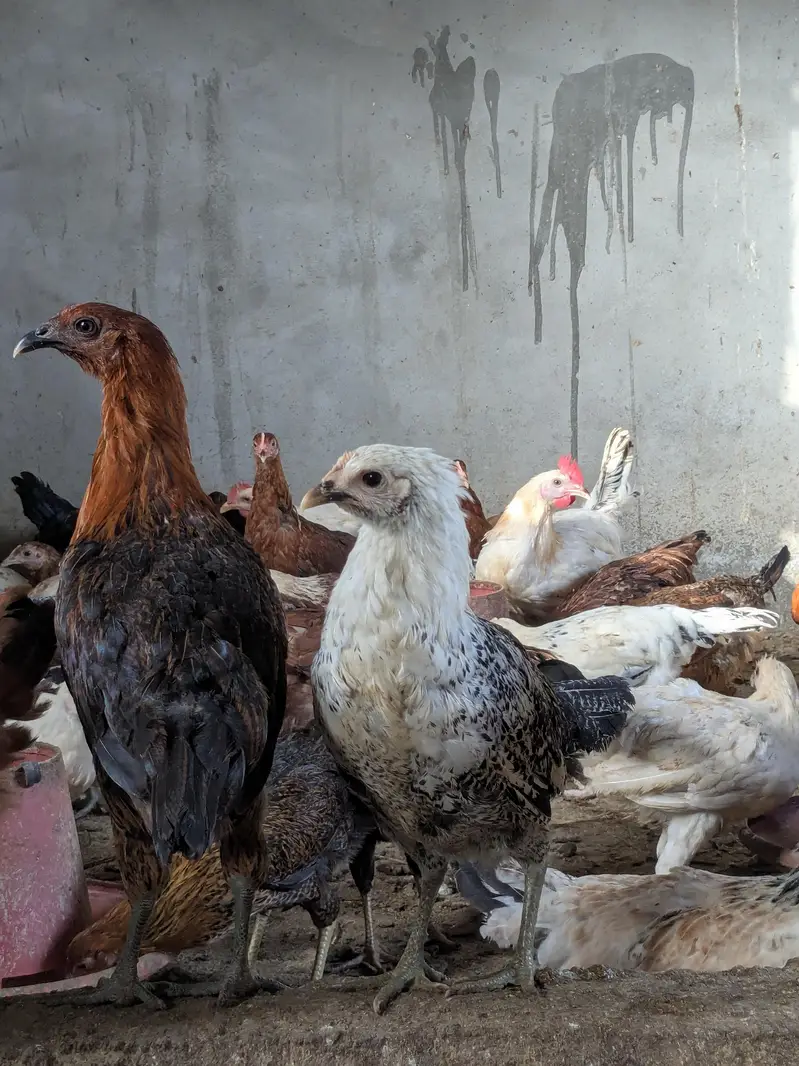 golden misri egg laying starter — photo 2
