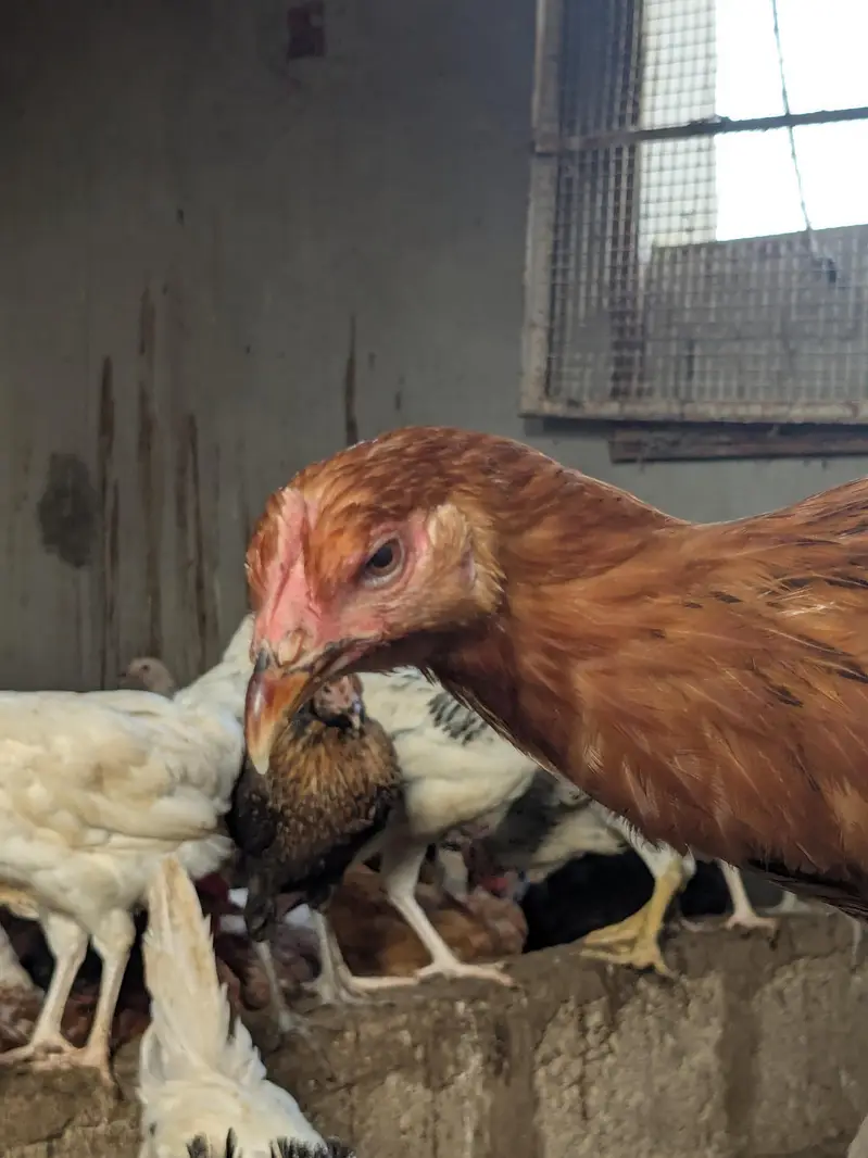 golden misri egg laying starter — photo 3